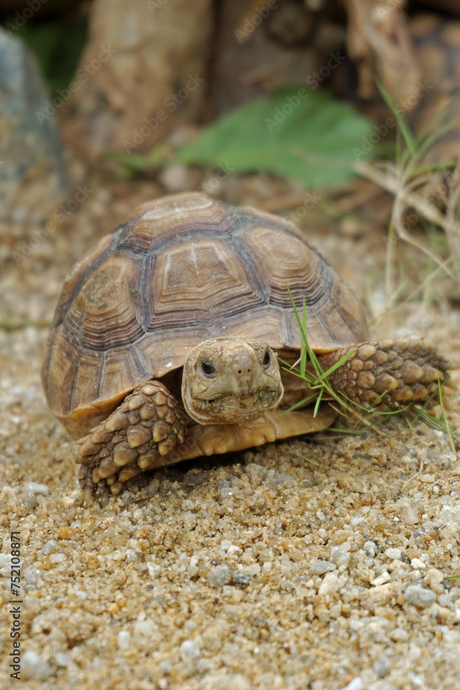 African Sulcata Tortoise Natural Habitat,Close up African spurred tortoise resting in the garden, Slow life ,Africa spurred tortoise sunbathe on ground with his protective shell ,Beautiful Tortoise African Sulcata Tortoise Natural Habitat,Close up African spurred tortoise resting in the garden, Slow life ,Africa spurred tortoise sunbathe on ground with his protective shell ,Beautiful Tortoise