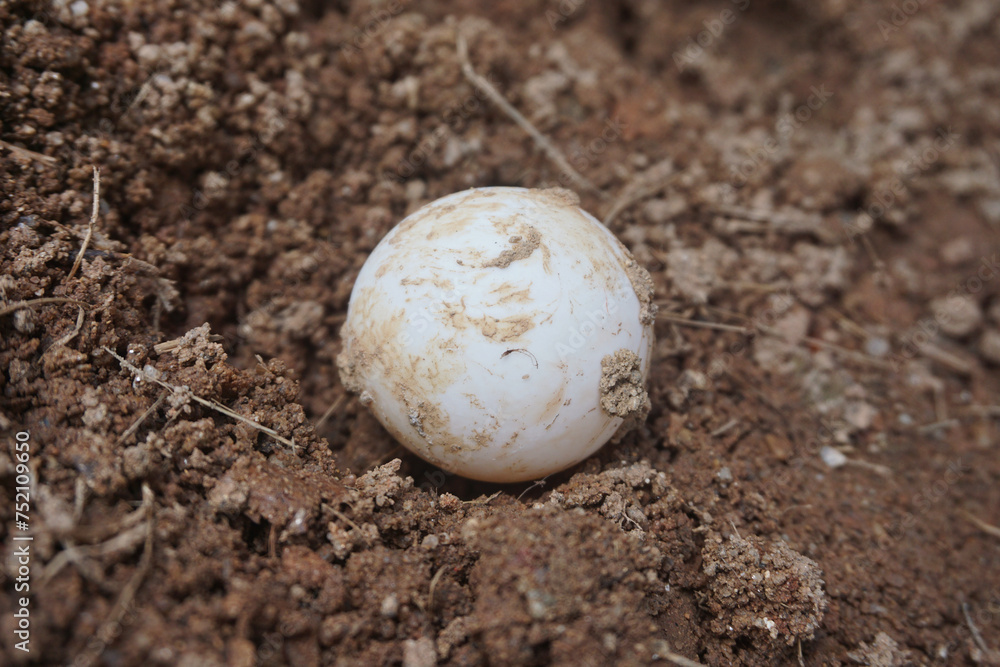 Close up eggs of African spurred tortoise,Tortoise eggs Close up eggs of African spurred tortoise,Tortoise eggs