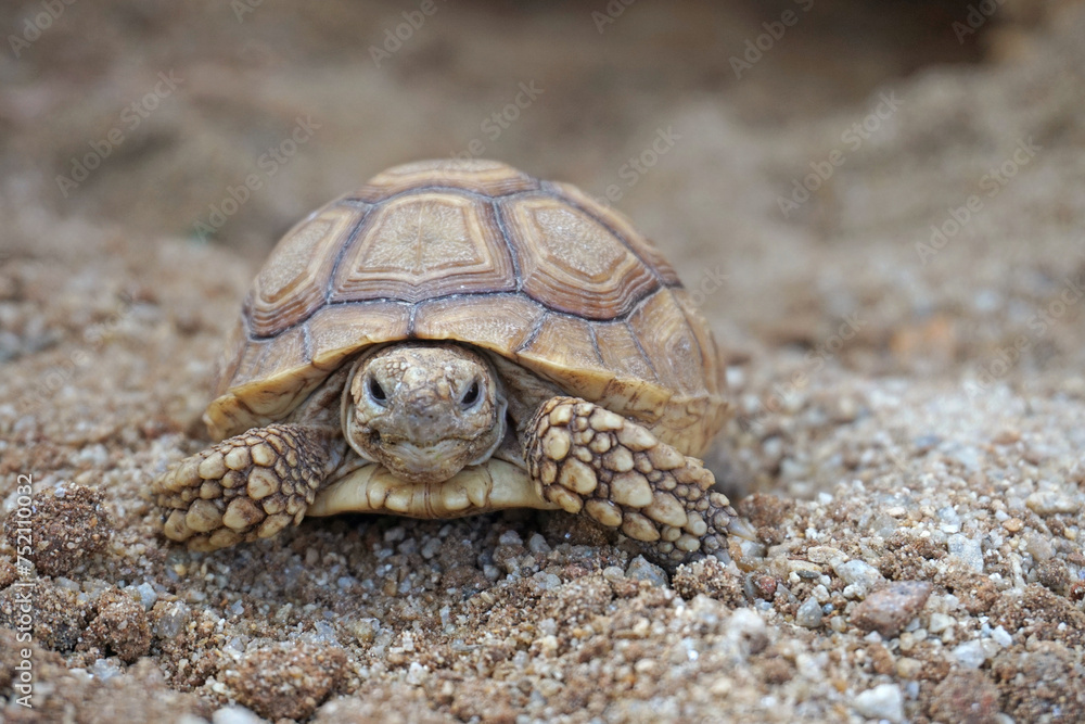 African Sulcata Tortoise Natural Habitat,Close up African spurred tortoise resting in the garden, Slow life ,Africa spurred tortoise sunbathe on ground with his protective shell ,Beautiful Tortoise African Sulcata Tortoise Natural Habitat,Close up African spurred tortoise resting in the garden, Slow life ,Africa spurred tortoise sunbathe on ground with his protective shell ,Beautiful Tortoise