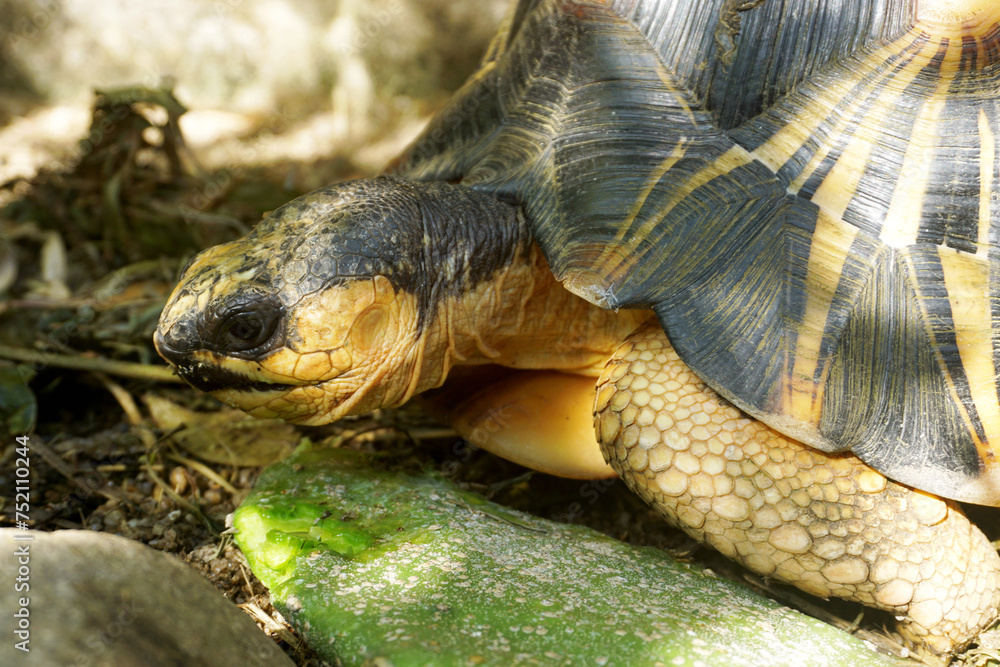 Naklejka premium Portrait of radiated tortoise,The radiated tortoise eating flower ,Tortoise sunbathe on ground with his protective shell ,cute animal ,Astrochelys radiata ,The radiatedtortoise from Madagascar
