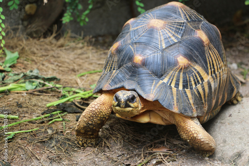 Portrait of radiated tortoise,The radiated tortoise eating flower ,Tortoise sunbathe on ground with his protective shell ,cute animal ,Astrochelys radiata ,The radiatedtortoise from Madagascar photo