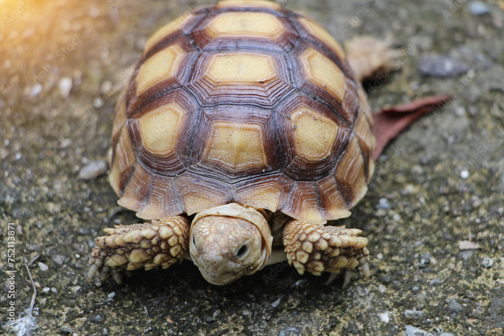 Obraz premium African Sulcata Tortoise Natural Habitat,Close up African spurred tortoise resting in the garden, Slow life ,Africa spurred tortoise sunbathe on ground with his protective shell ,Beautiful Tortoise 