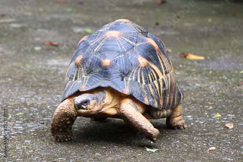 Portrait of radiated tortoise,The radiated tortoise eating flower ,Tortoise sunbathe on ground with his protective shell ,cute animal ,Astrochelys radiata ,The radiatedtortoise from Madagascar © Aekkaphum
