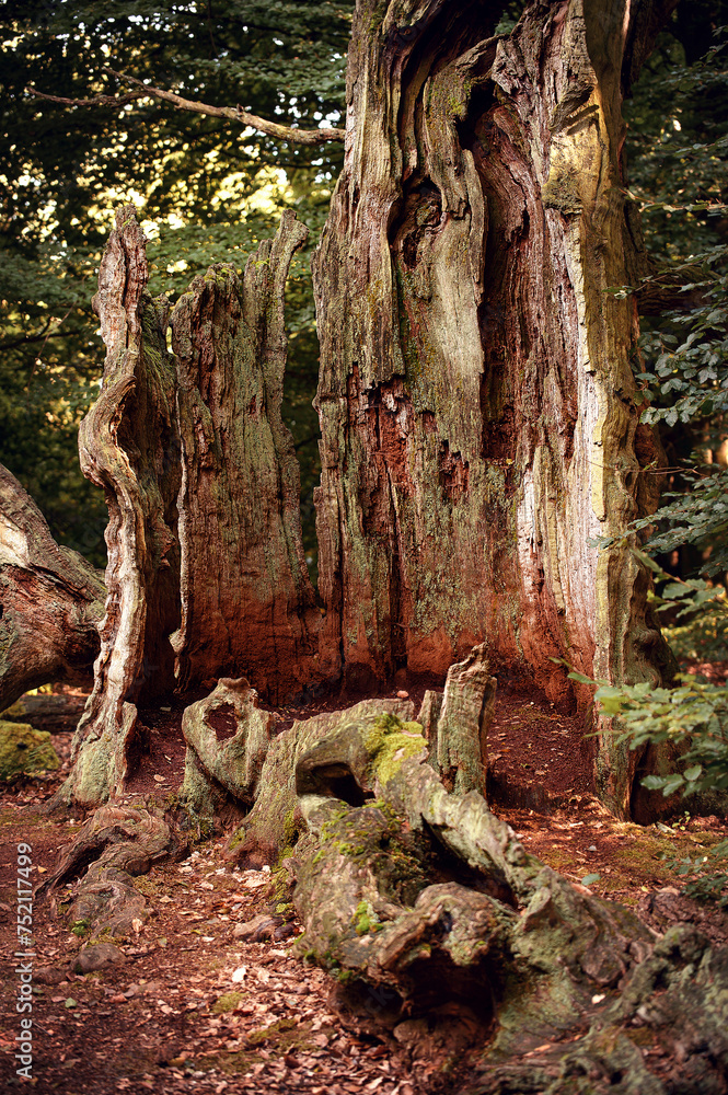 Ein Stamm einer jahrhundertealten Eiche im Wald von Sababurg