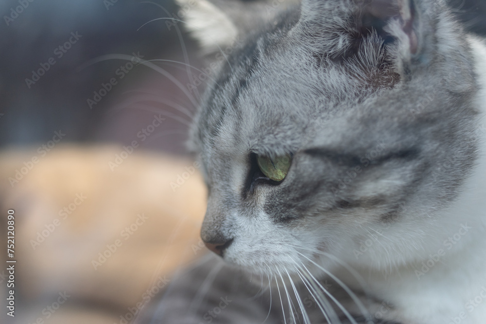 見つめる猫　サバトラ猫