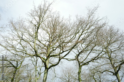 Chênes et branches hautes en fin d'hiver