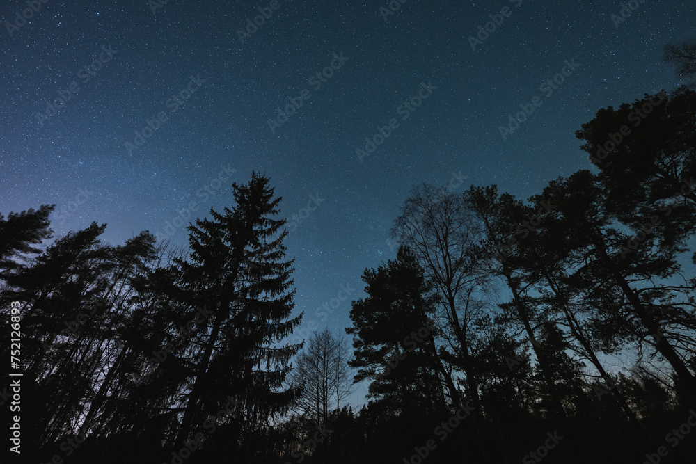 Silhouettes of trees in a forest against the background of the starry sky in winter.