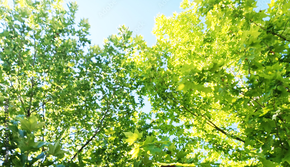 Fototapeta premium live leaf model, veined leaf, close-up leaf-veined structure on the branch