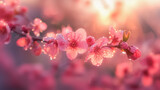 gros plan sur une branche de cerisier en fleur au printemps avec de la rosée