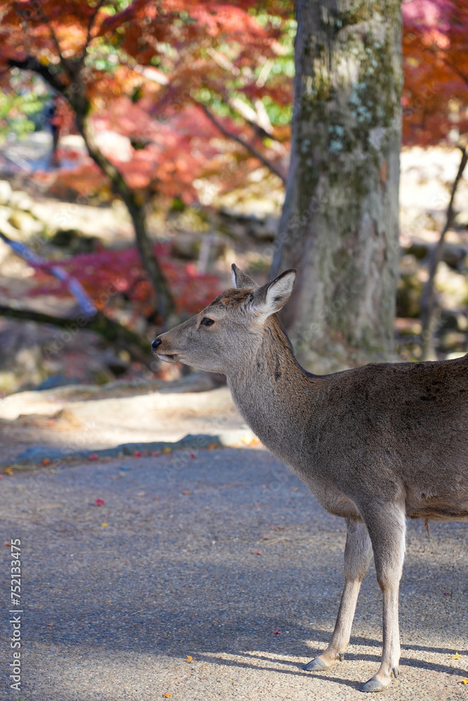 Fototapeta premium Nara deer in the forest
