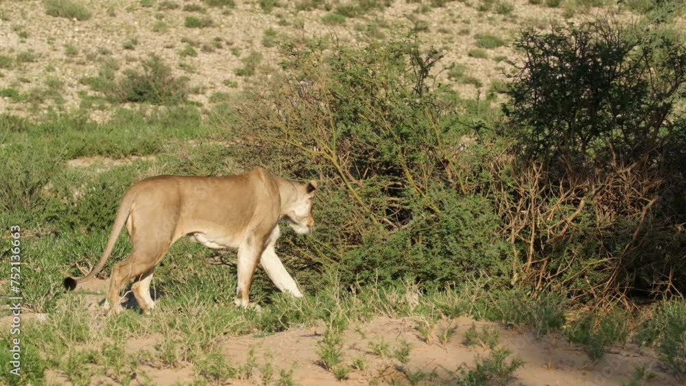 Lioness On Savannah Slowly Hunting Prey Among Bushes. Slow Motion Shot Lioness On Savannah Slowly Hunting Prey Among Bushes. Slow Motion Shot