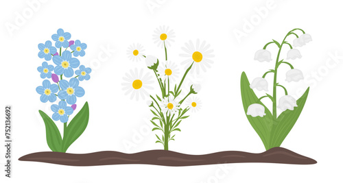 Blooming spring flowers growing on ground. Flowering wild fllowers of Myosotis sylvatica, daisy or marguerite, lily of the valley plant. Set of delicate wildflowers in flat style. Vector illustration