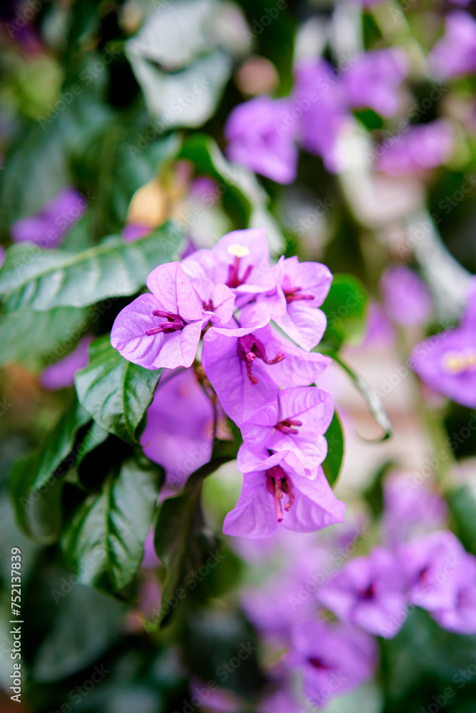 Bougainvillea plant with purple blooming flowers. Bougainvillea plant with purple blooming flowers.