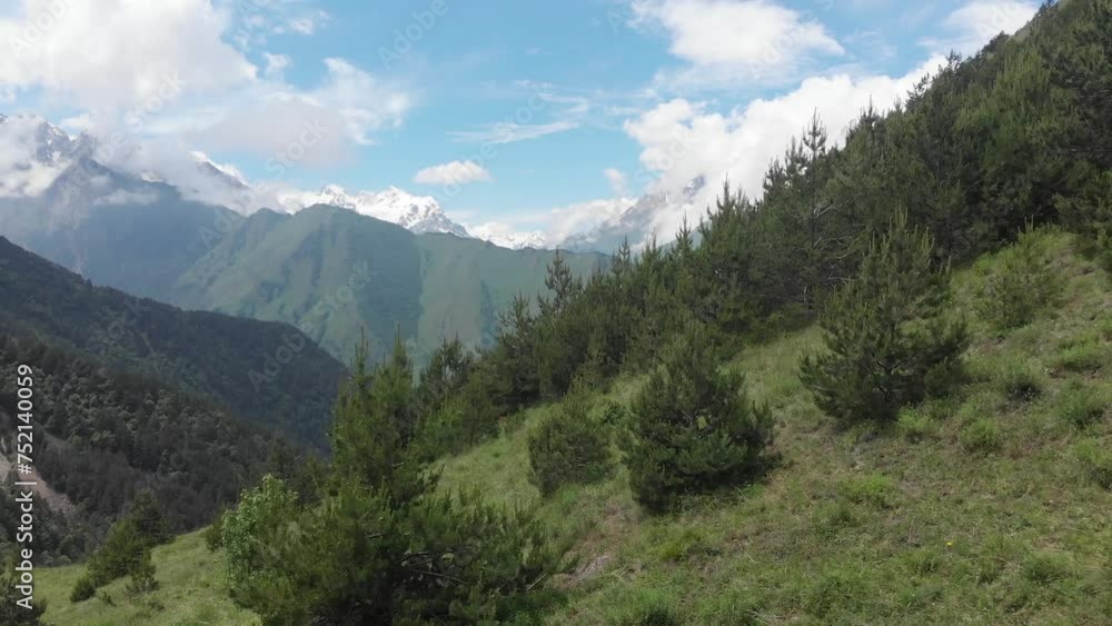 Caucasus, North Ossetia. Digoria Gorge. Pine trees on a mountain slope. Caucasus, North Ossetia. Digoria Gorge. Pine trees on a mountain slope.