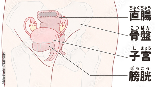 Female pelvic anatomy Labeled diagram transparent PNG