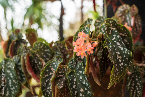 Polka Dot Begonia (Begonia Maculata) Plant © yotrakbutda