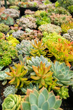 Mixed succulent plants. Beautiful variety of colourful succulents. Nature background. Side view