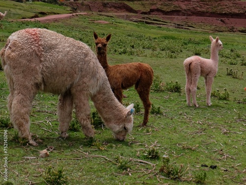 two baby-alpacas with mama-alpaca in the field of Andes mountain village in Peru