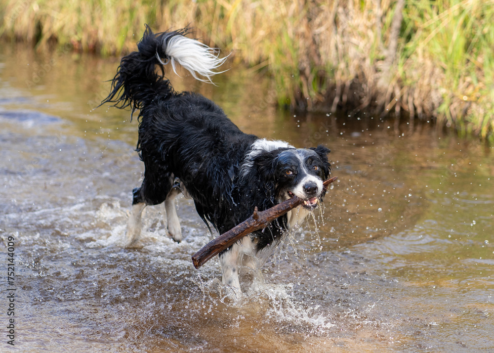dog playing with a stick in a river, with grass in the background