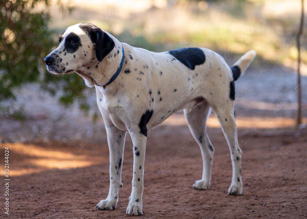 the dog has spots on it's head, while standing in the dirt the dog has spots on it's head, while standing in the dirt