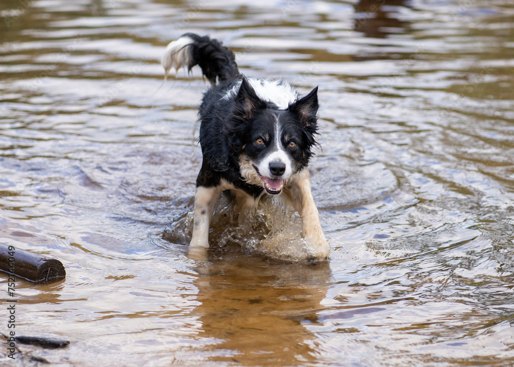 dog in water, looking up at camera while his paws are on the rock