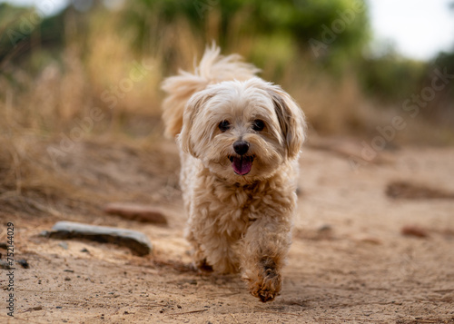 Petite dog strolling along a dusty country road