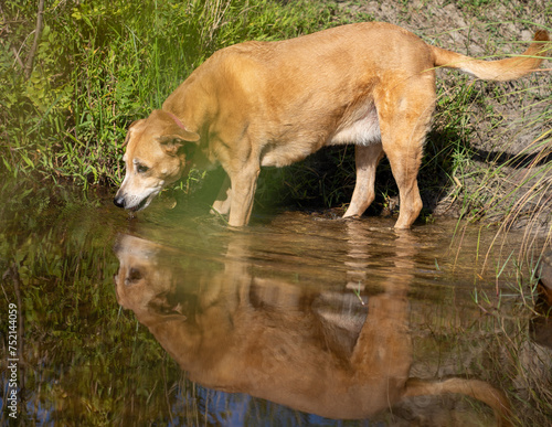 a dog is drinking water from the river bank and looking for something in the water