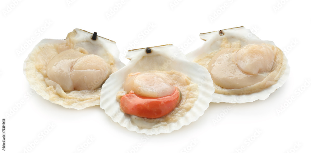 Fresh raw scallops in shells isolated on white
