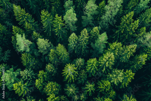 Aerial top view of summer green trees in forest in rural Finland