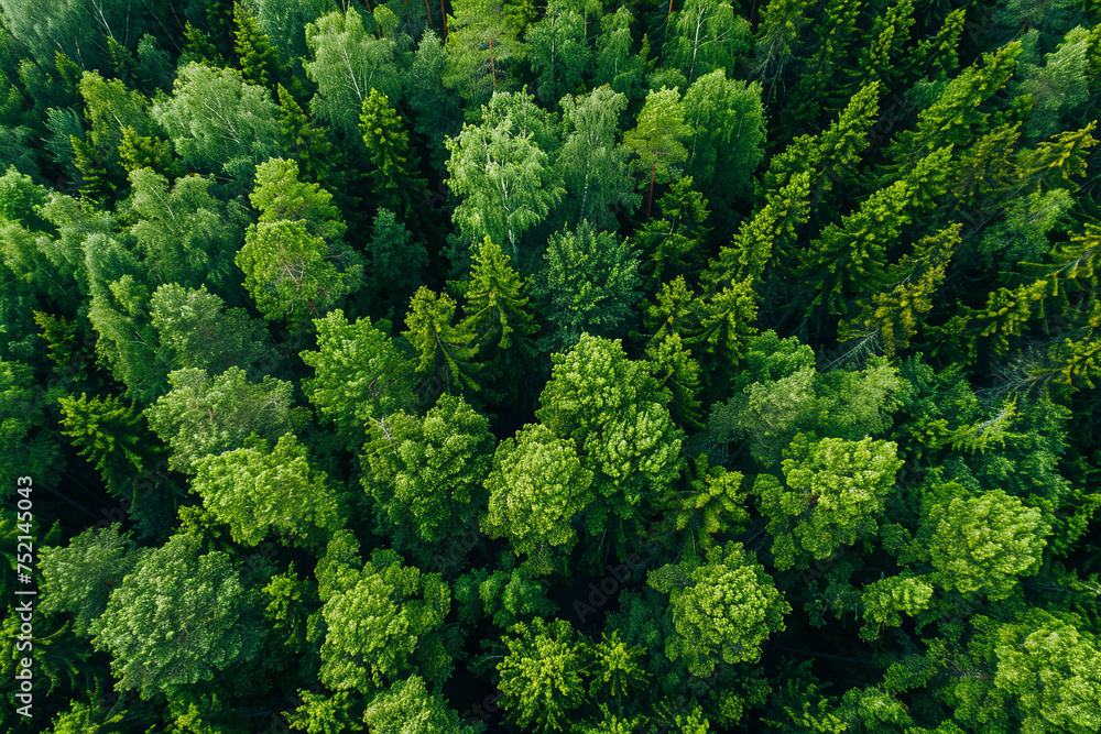 Aerial top view of summer green trees in forest in rural Finland