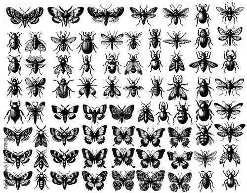 Collection of Victorian Style Vector Insects: Vintage Ornate Illustrations of Bugs and Beetles Entomology