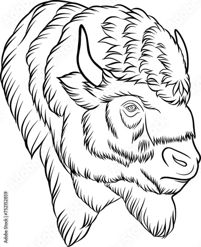 Bison head, vector outline illustration