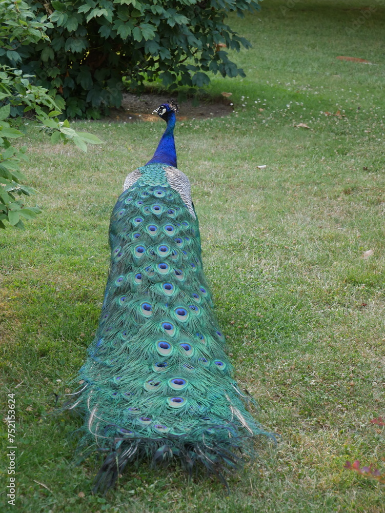 Obraz premium Peacock