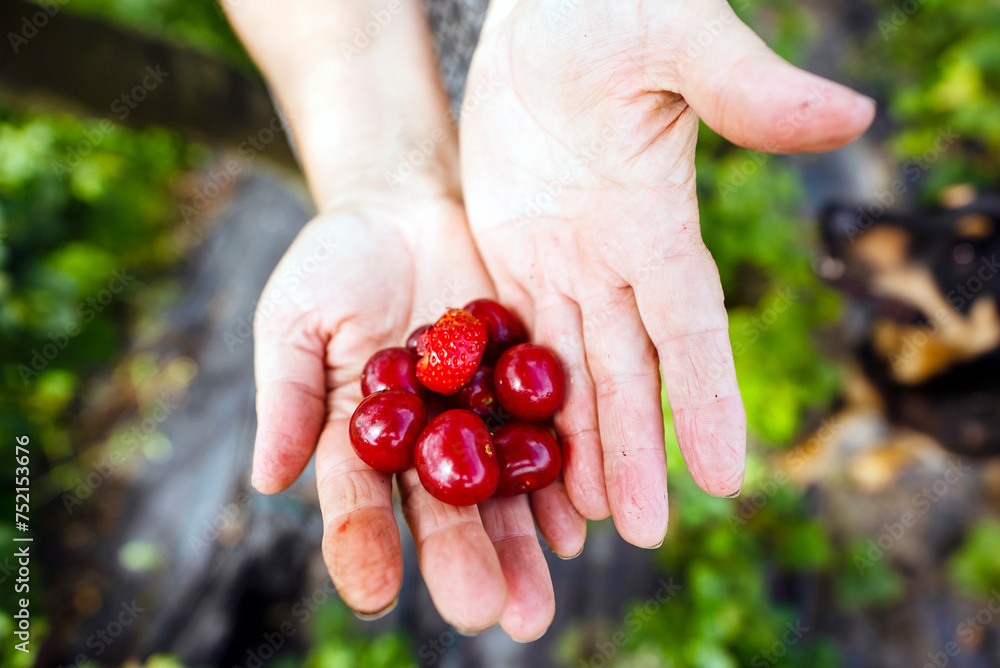 Agricultural crops cherries and strawberry on farmer's hands Agricultural crops cherries and strawberry on farmer's hands