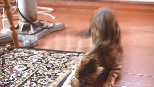 Funny and crazy bengal cat playing at home, horizontal 4k footage 