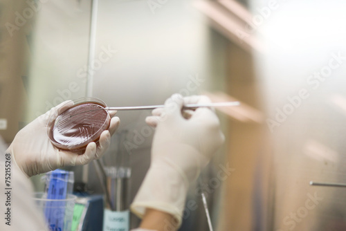 A research laboratory Streak colony on a petri dish in microbiology lab for antibiotic resistance, Drug resistant gonorrhea, Sexual transmitted diseases.