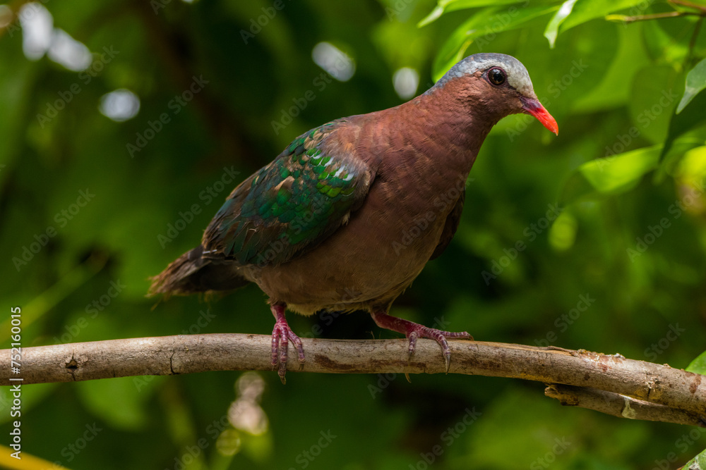 The emerald dove or common emerald dove (Chalcophaps indica), also called Asian emerald dove and grey-capped emerald dove The emerald dove or common emerald dove (Chalcophaps indica), also called Asian emerald dove and grey-capped emerald dove