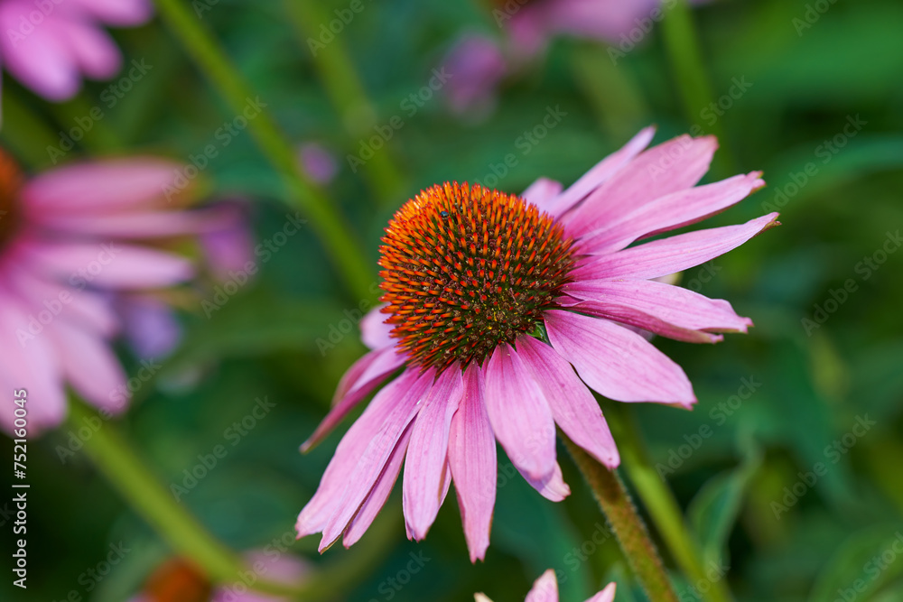 Fototapeta premium Coneflower, nature and flowerbed on spring closeup, medicinal plant for fresh vegetation. Pollen and ecology or biodiversity or environmental sustainability, Echinacea purpurea or growth or earth day