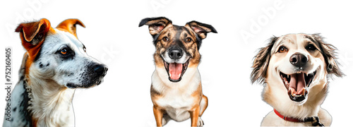 Dogs isolated on white. Three cheerful dogs of varying breeds and markings, presented in PNG format with transparent backgrounds. photo
