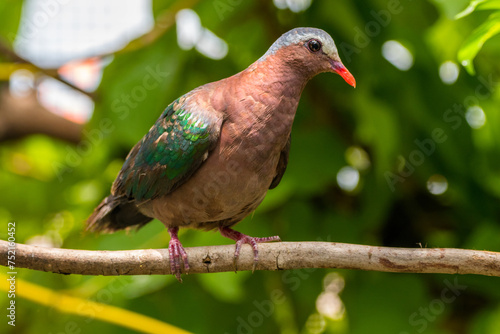 The emerald dove or common emerald dove (Chalcophaps indica), also called Asian emerald dove and grey-capped emerald dove photo