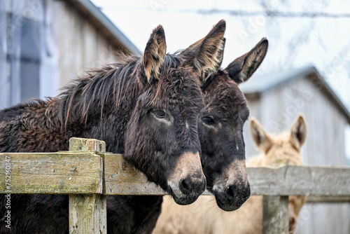 AUT, Gnadenhof Wiesmayrgut, Familie Fuchsberger, Gunskirchen