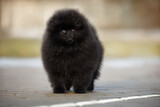 beautiful black pomeranian spitz puppy standing outdoors, close up