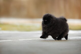 cute black pomeranian spitz puppy walking outdoors