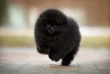 happy black pomeranian spitz puppy running outdoors, close up shot