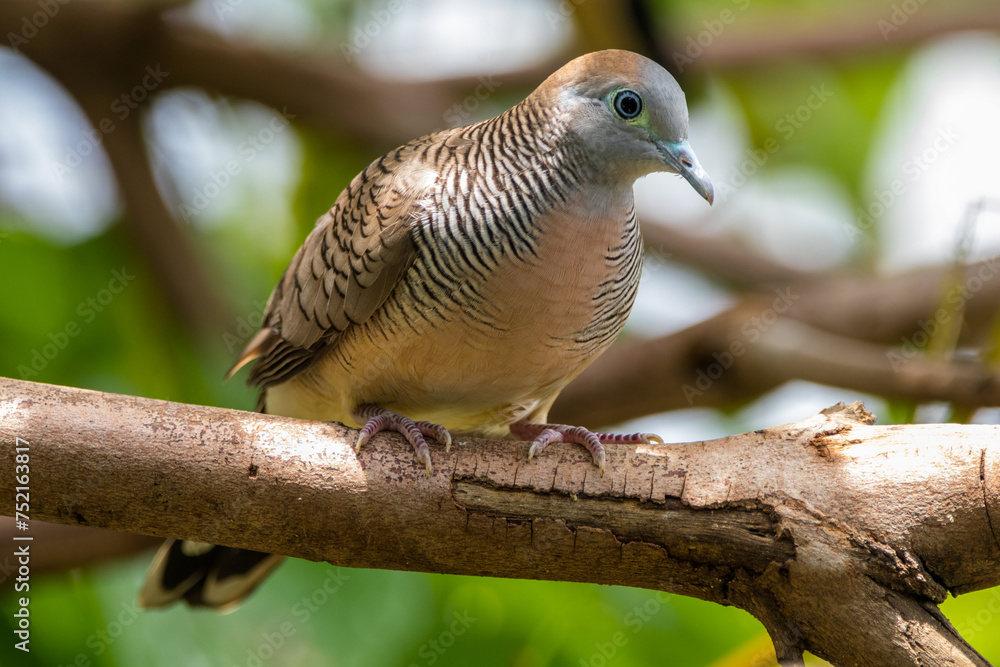The zebra dove (Geopelia striata), also known as the barred ground dove, or barred dove, is a species of bird of the dove family, Columbidae The zebra dove (Geopelia striata), also known as the barred ground dove, or barred dove, is a species of bird of the dove family, Columbidae