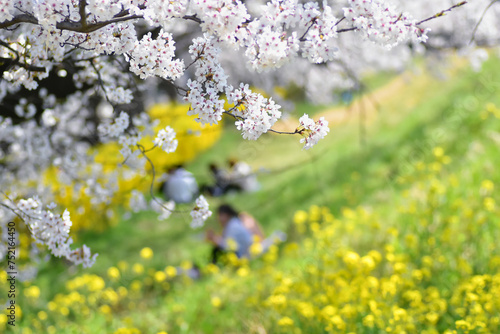 満開の桜の下でお花見する家族