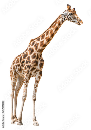 Giraffe isolated on white or transparent background. African mammal animal with long neck.