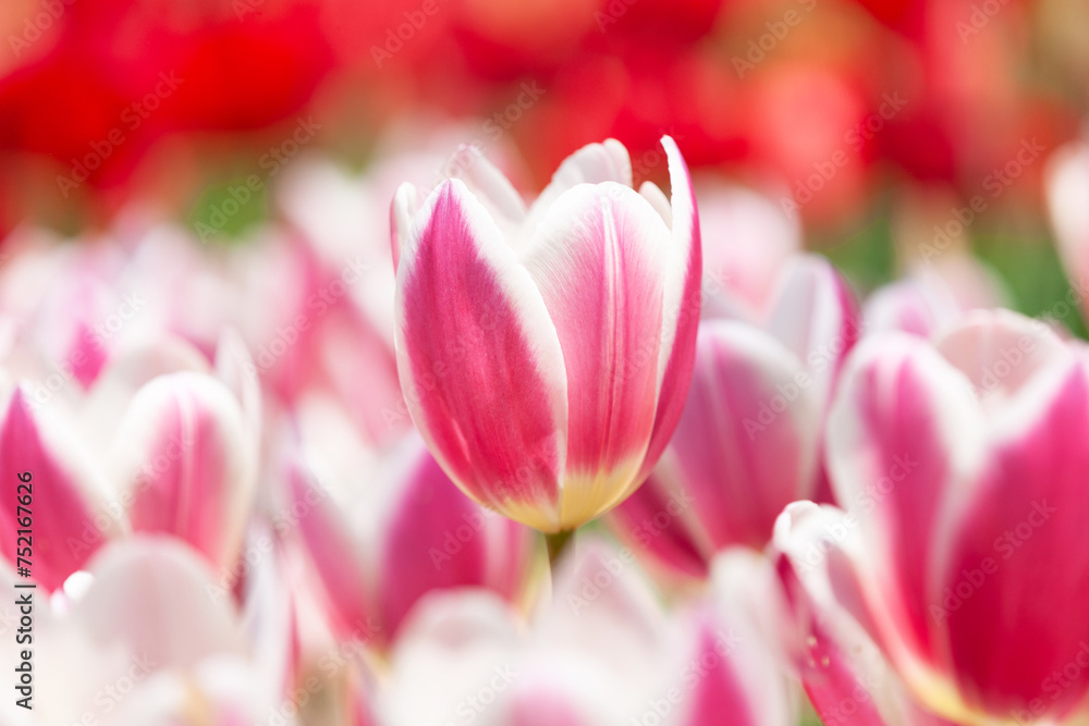 Fototapeta premium 春の花壇