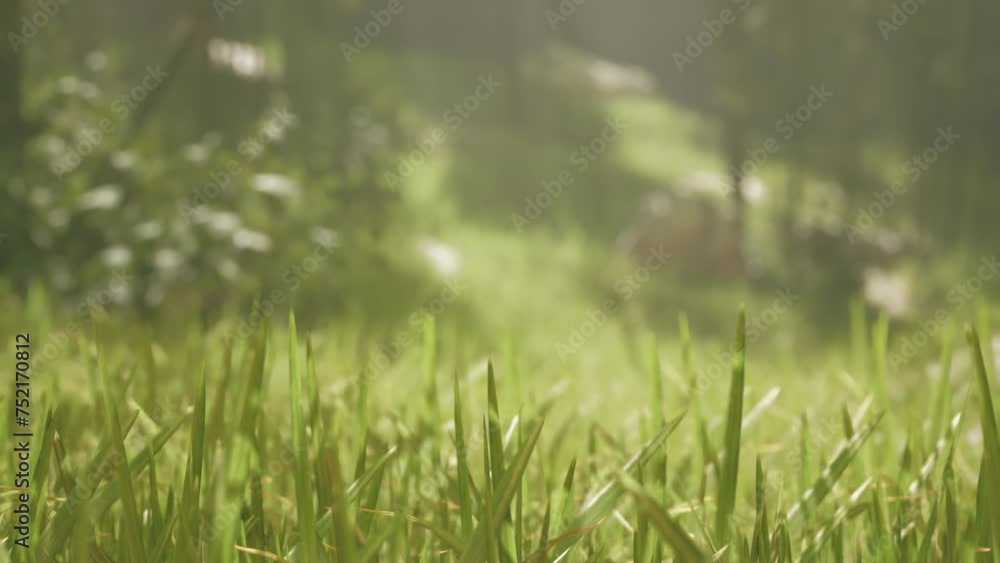 Green bamboo forest in the morning sunlight Green bamboo forest in the morning sunlight