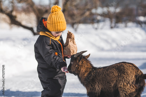 A little boy feeds a little goat on a ranch, on a private eco-farm or in a petting zoo. A child caresses animals in the zoo. Family weekend.